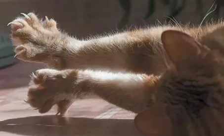 猫猫为什么要踩脚