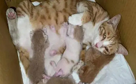 猫咪生产为什么有死胎