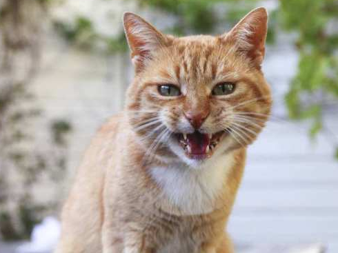 如何惹怒一只小猫