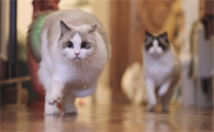猫怕什么气味一闻就跑
