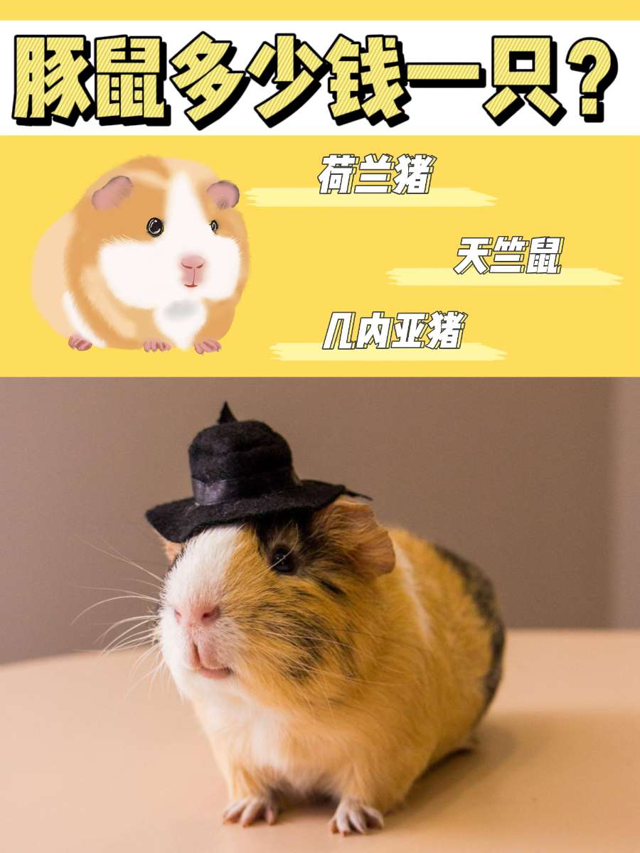 豚鼠多少钱一只?想要买猪猪的朋友看这里! 豚鼠多少钱一只?想要买猪猪的朋友看这里!