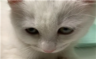 猫咪眼睛为什么会长睫毛