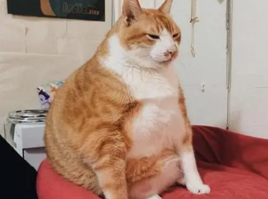 冬天猫咪为什么容易胖起来 冬天猫咪为什么容易胖起来