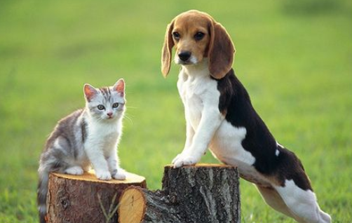 猫跟狗能不能用一个碗