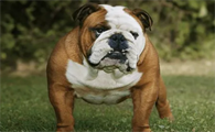 英国斗牛犬感冒怎么办？不妨来这里看看吧