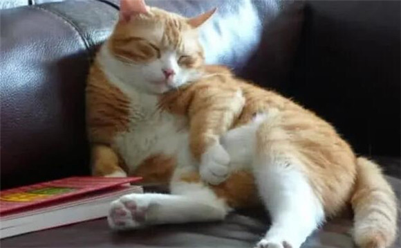 猫咪爪子为什么会烂掉一块 猫咪爪子为什么会烂掉一块