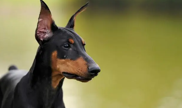 德国宾莎犬睡觉抽搐怎么回事？这里有答案！