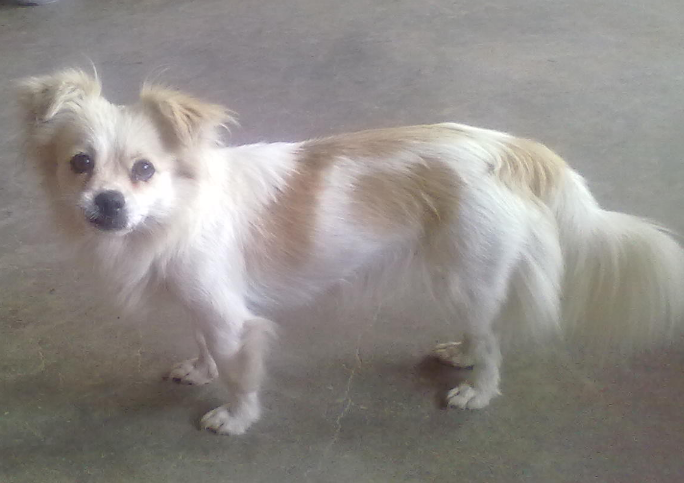 不知道怎么训练蝴蝶犬大小便?看这里 不知道怎么训练蝴蝶犬大小便?看这里