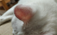 猫的耳朵红是什么原因