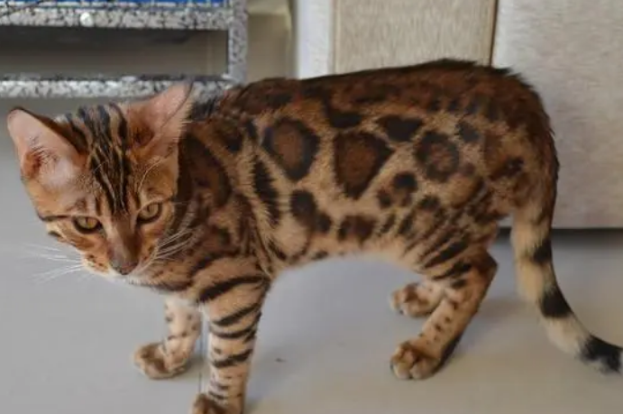 豹猫花纹的介绍，你还不知道吗？