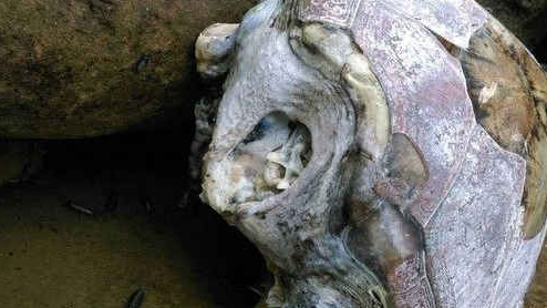 乌龟缺水而死的样子 乌龟缺水而死的样子