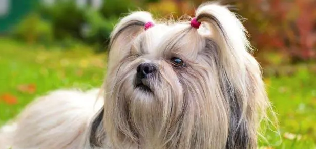 西施犬训练技巧有哪些?这几点是关键 西施犬训练技巧有哪些?这几点是关键