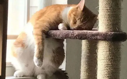 猫咪爬到很高的地方 猫咪爬到很高的地方