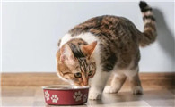 猫咪贫血不吃饭怎么办