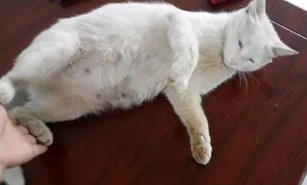 母猫生产前三天的征兆