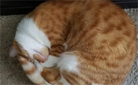 猫咪蜷缩着是什么原因