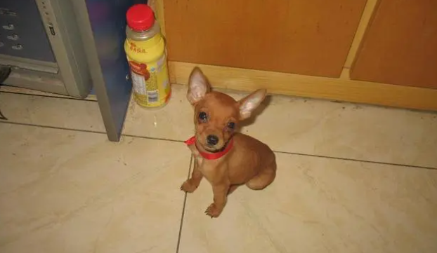 宠文科普:小鹿犬可以吃西瓜吗? 宠文科普:小鹿犬可以吃西瓜吗?