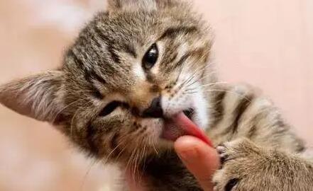 宠物猫会有细菌吗