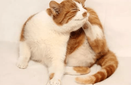 猫咪睡觉偶尔甩头是为什么原因