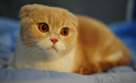 宠物店能收猫吗