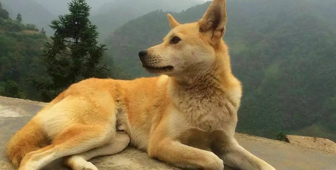土狗为什么不受欢迎?这些原因太现实了 土狗为什么不受欢迎?这些原因太现实了
