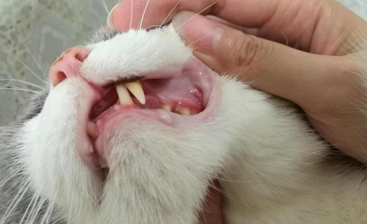 猫咪溃疡为什么反复发作 猫咪溃疡为什么反复发作