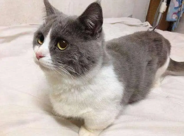 猫的3岁是人类多少岁