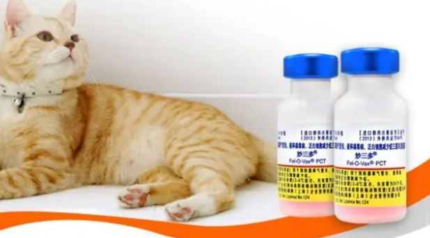 不出门的猫有必要打猫三联吗 不出门的猫有必要打猫三联吗