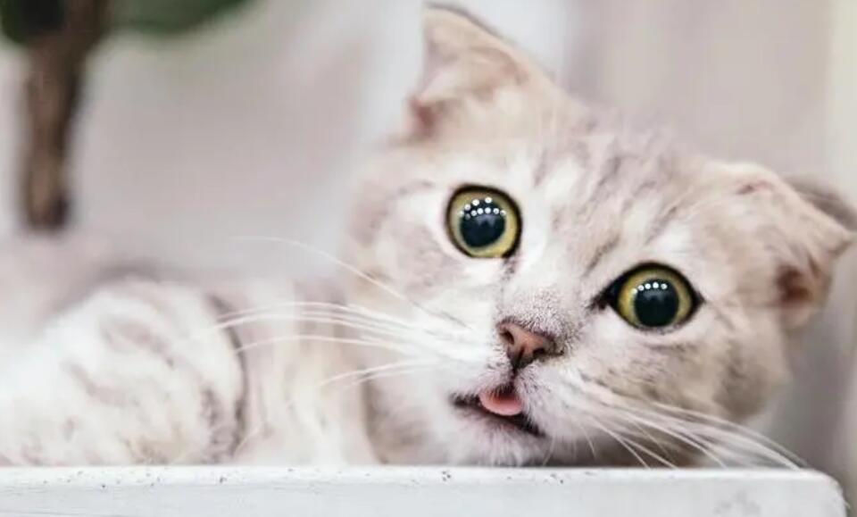 猫咪为什么爱应激呢怎么回事