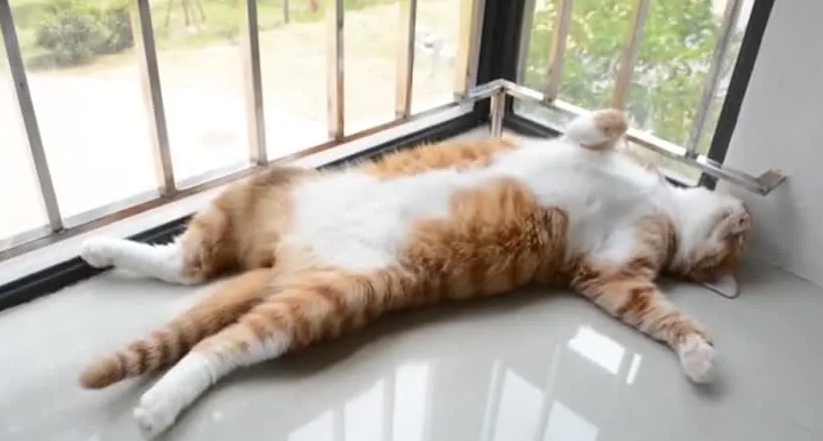 猫咪睡觉的尾巴为什么抖动