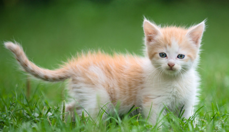 小猫身上有病毒没 小猫身上有病毒没
