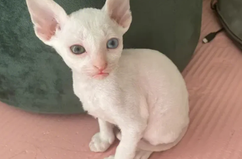 十种最好养的小型猫