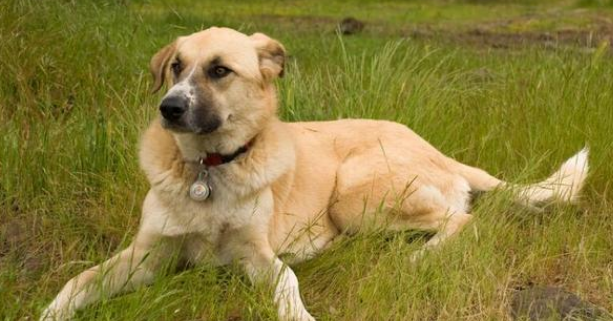 安纳托利亚牧羊犬怀孕初期症状介绍？来了解下。