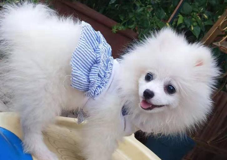 怎么训练博美犬大小便 怎么训练博美犬大小便