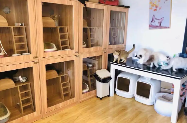 宠物寄养宠物店价格
