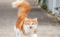 猫咪为什么抬尾巴
