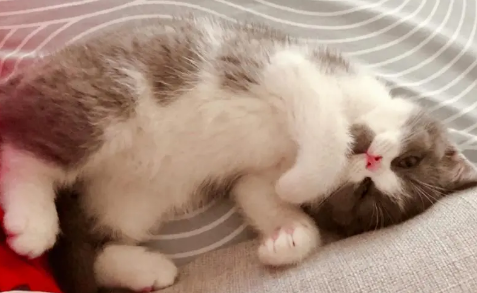 猫咪踩奶为什么还哆嗦呢