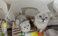 宠物店会收小猫吗
