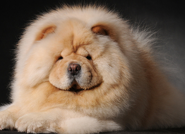 合肥禁养松狮犬怎么办？一文告诉你！