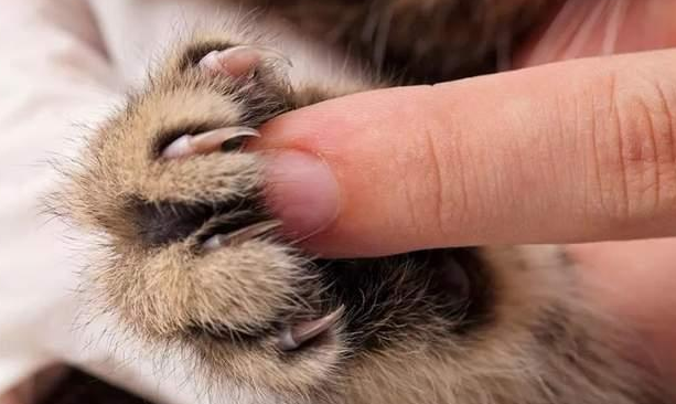 猫咪为什么不喜欢被碰脚 猫咪为什么不喜欢被碰脚