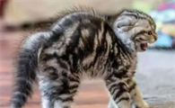 为什么有些猫咪的尾巴小呢