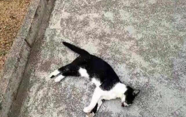 最容易毒死猫的方法