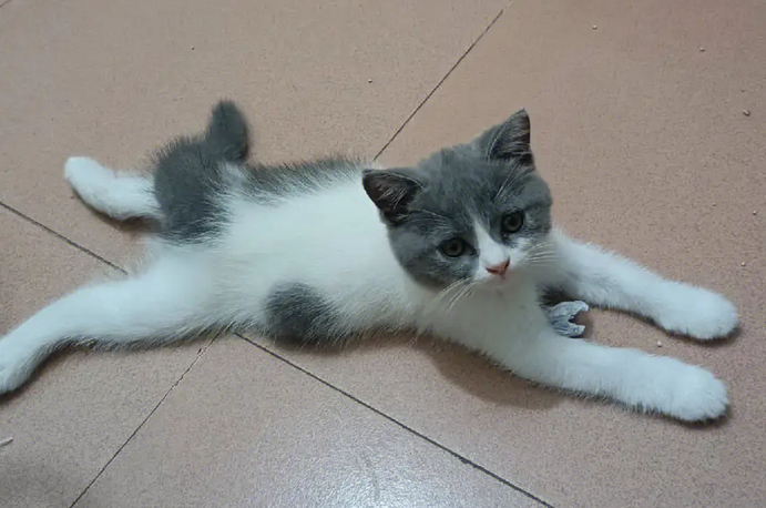 猫咪趴着伸胳膊为什么不动了