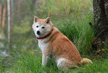 挪威布哈德犬寿命多长？想养的来看看吧