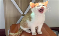 猫叫声呼唤过来