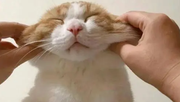 把猫掐窒息猫发疯