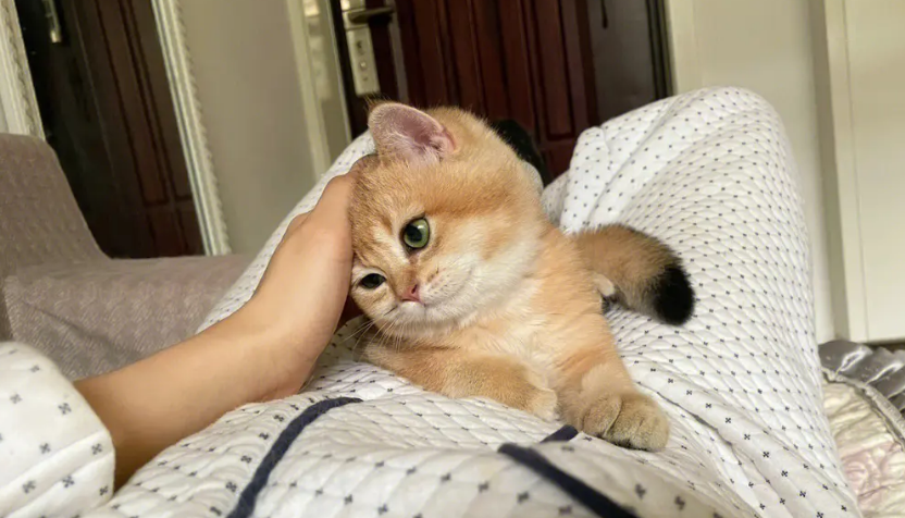 为什么猫咪很甜很粘人