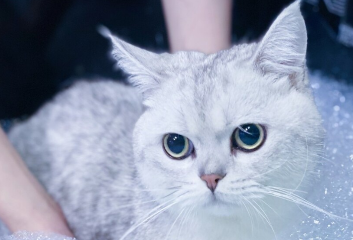 给猫咪洗澡怎么洗