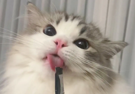猫咪什么情况会吐舌头