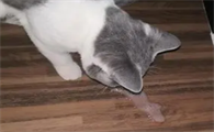 宠物猫呕吐猫粮是什么原因造成的